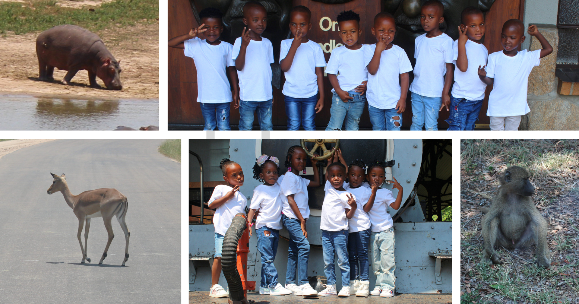 A collage of photos of children attending a safari lodge with safari animals
